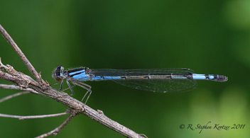 Enallagma aspersum, female